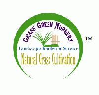 Groundcover Grasses Northeast (OPC) Private Limited