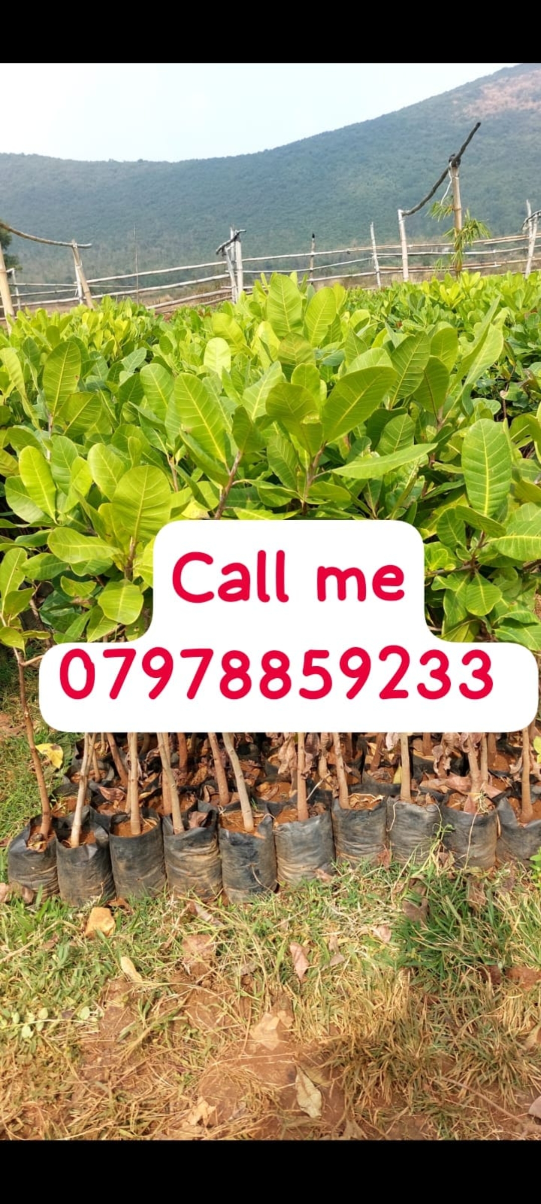 Deepak Nursery