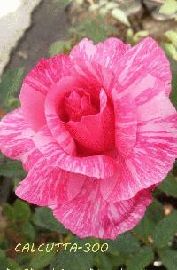 Rose & Plant