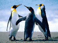 Lawyers in NCLT dELHI