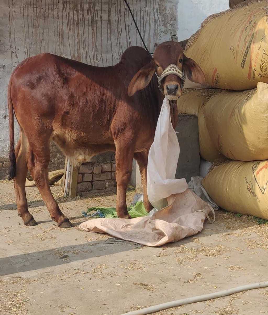 Mahipal Dairy Farm