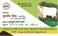 SKS GURUKUL DAIRY FARM