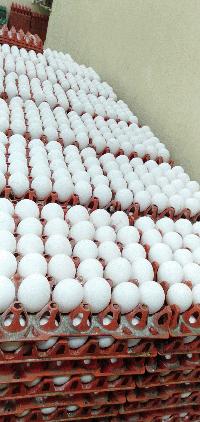 Kabeer Eggs Center