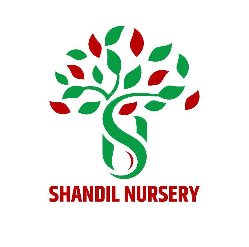 Shandil Nursery