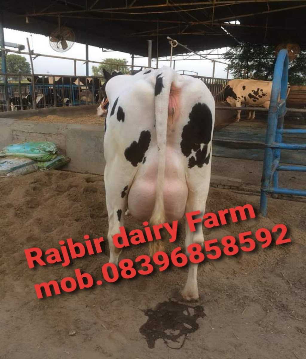 RAJBIR DAIRY FARM