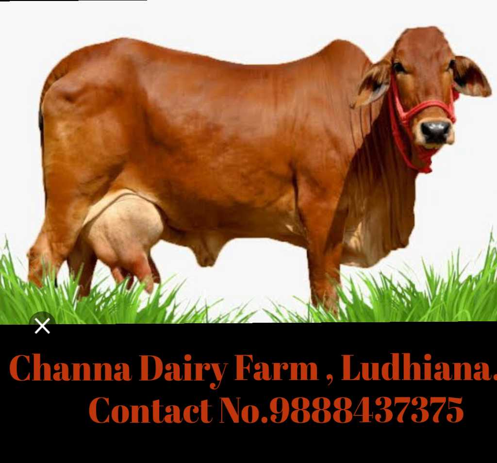 CHANNA DAIRY FARM