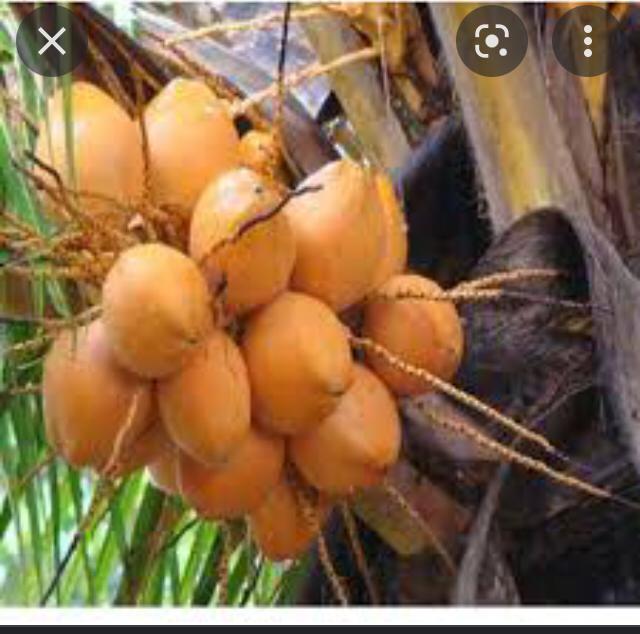 S.S.Mani Tender Coconuts