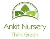 Ankit Nursery