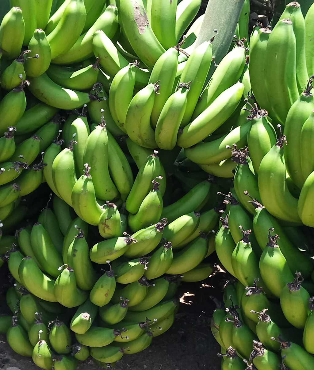 Obaidul Banana Store