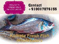 KOLKATA FRESH FISH WHOLESALERS