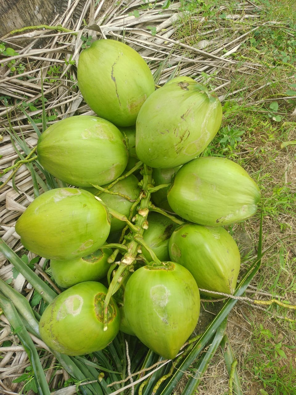 Tender Coconut