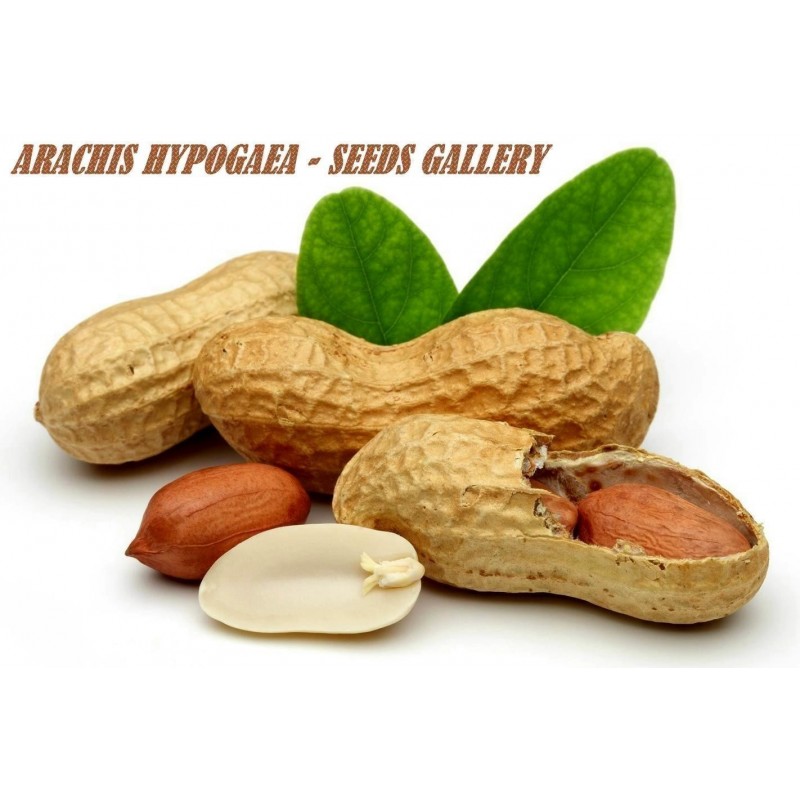 Anjali Traders