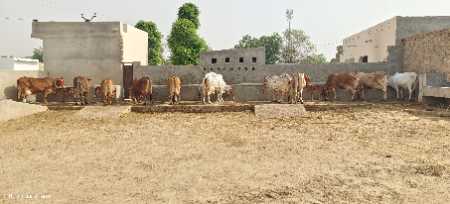 Rao Ji Dairy Farm