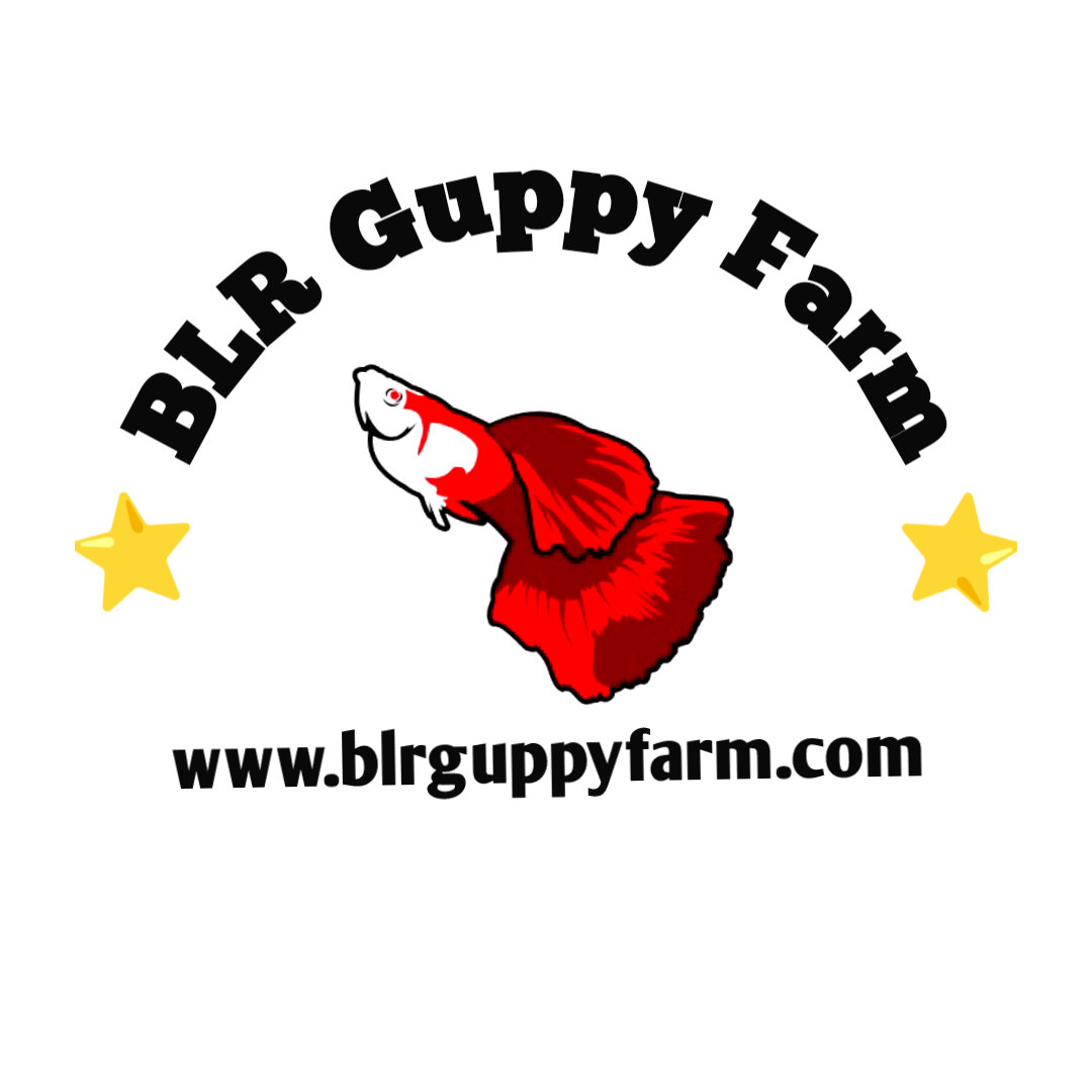 BLR Guppy Farm