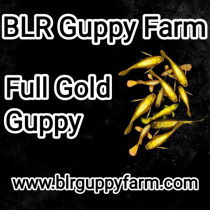 Blr Guppy Farm