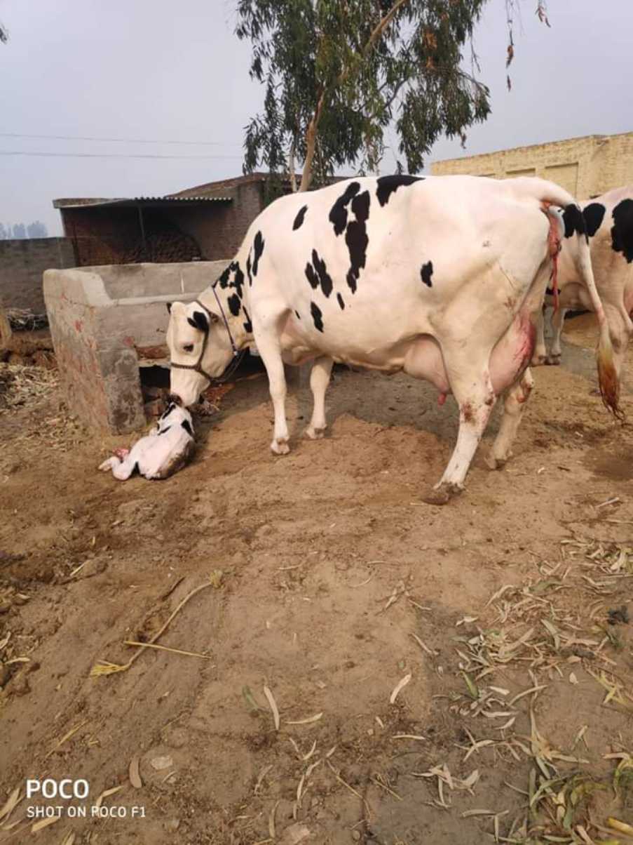 Haryana Dairy Farm