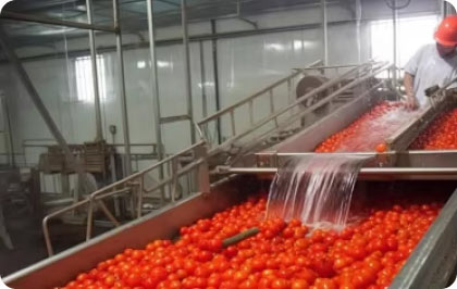 Tomato Paste Factory - Hebei Tomato _6