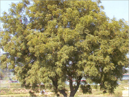 Neem Tree