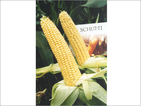 Maize