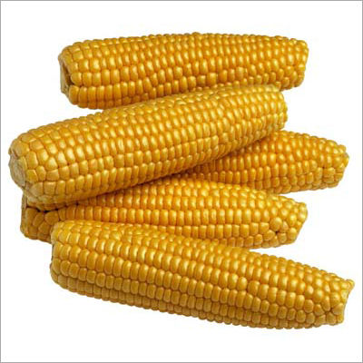 Maize