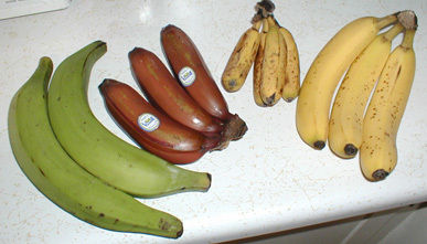 Yellow Banana