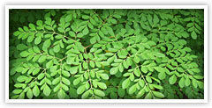 Green Moringa Oleifera Leaf