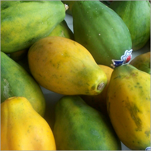 Papayas - Tropical Fruit For Warm Climates | Source of Natural Papain Enzyme for Meat Tenderizing