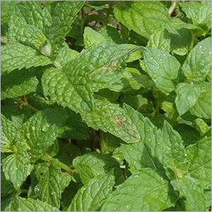 Mint Leaves