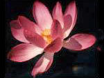 Lotus Flower Essence