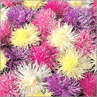 Aster - Spider Chrysanthemum