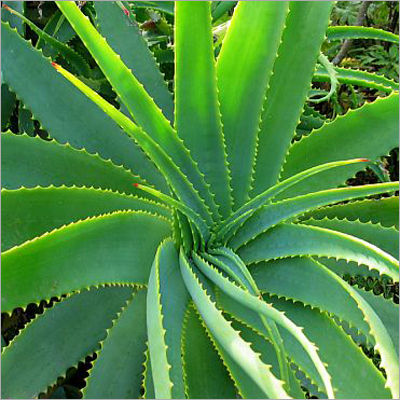 Aloe Vera