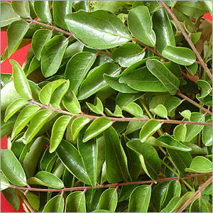 Curry Leaves