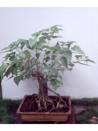 Bonsai