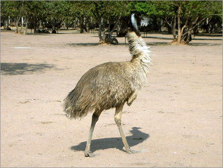Emu Bird Meat