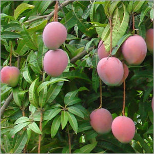 Mangoes