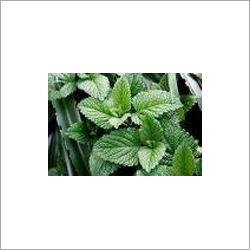 Mentha Arvensis (Mint)