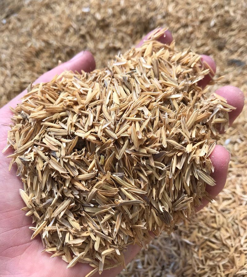 Good Quality Rice Husk