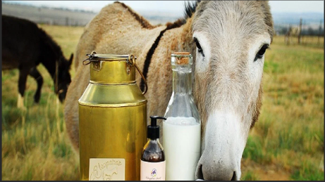 Donkey Milk