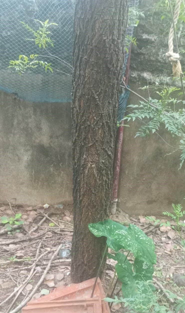 Red Sandalwood Trees