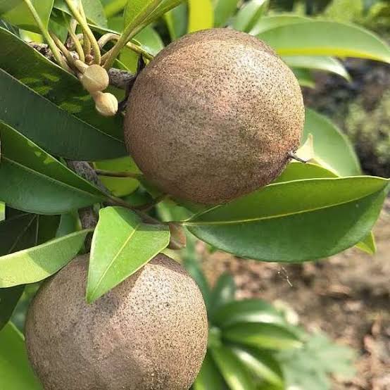 Fresh Good For Health Chikoo Fruit