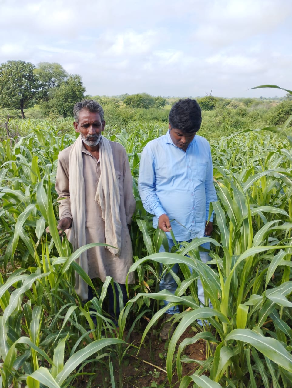 Jowar Flour