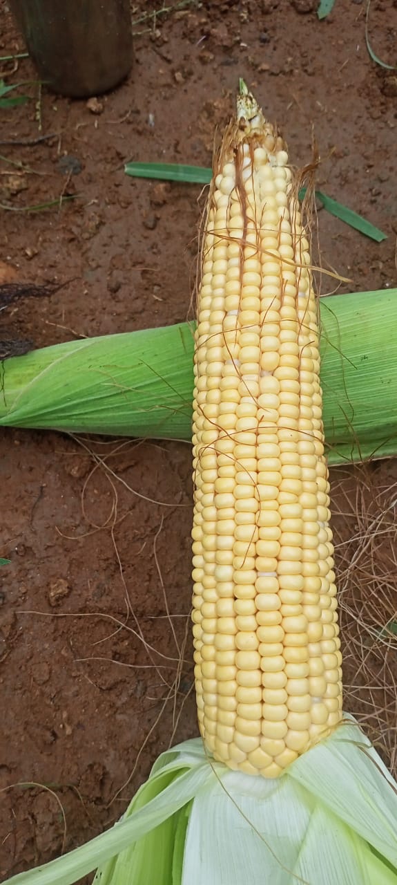 Yellow Fresh Corn Maize