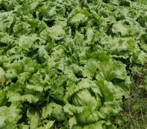 A Grade Indian Origin Commonly Cultivated 100 Percent Purity Fresh Green Lettuce