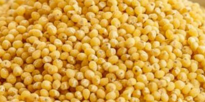 Foxtail Millet