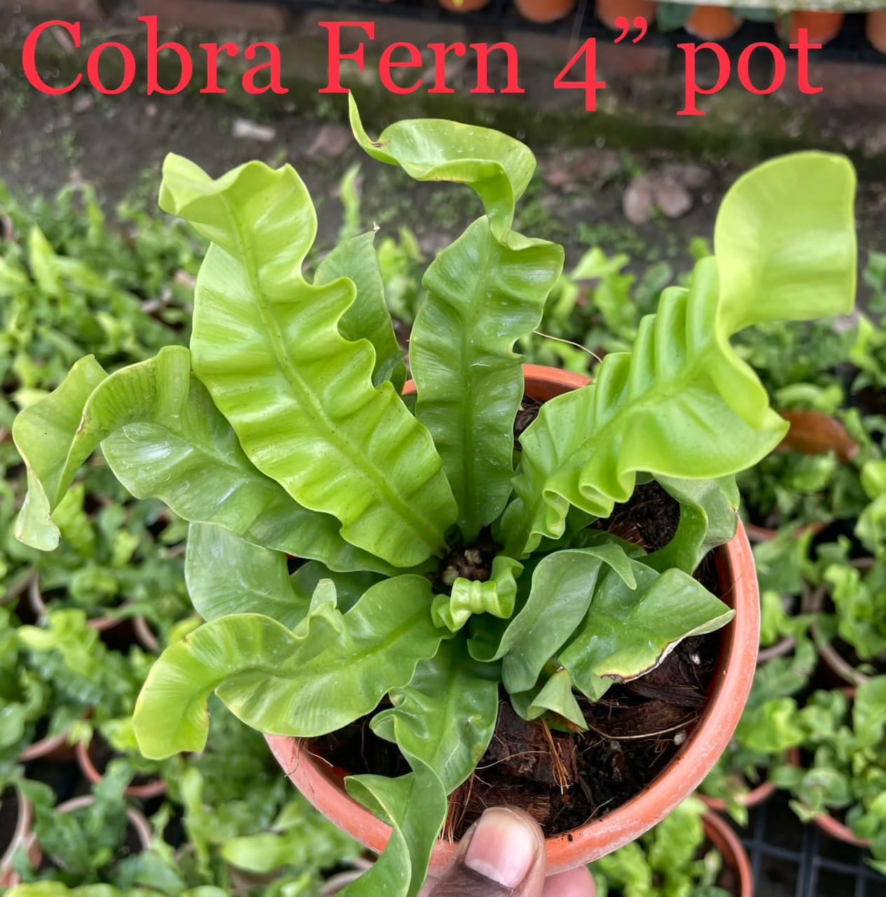 Cobra Fern Plant - 4 Inch | Green Feathery Fronds Humid Tropical Preference Easy to Grow Ideal for Indoor Decoration and Air Purification