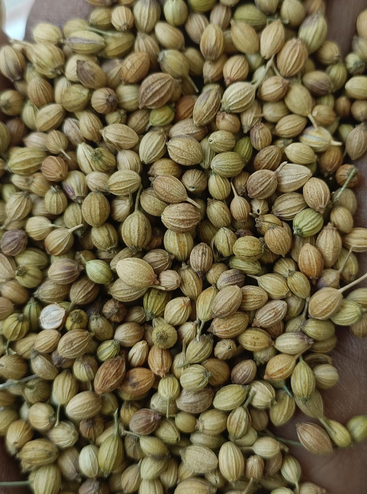 Dried Coriander Seeds