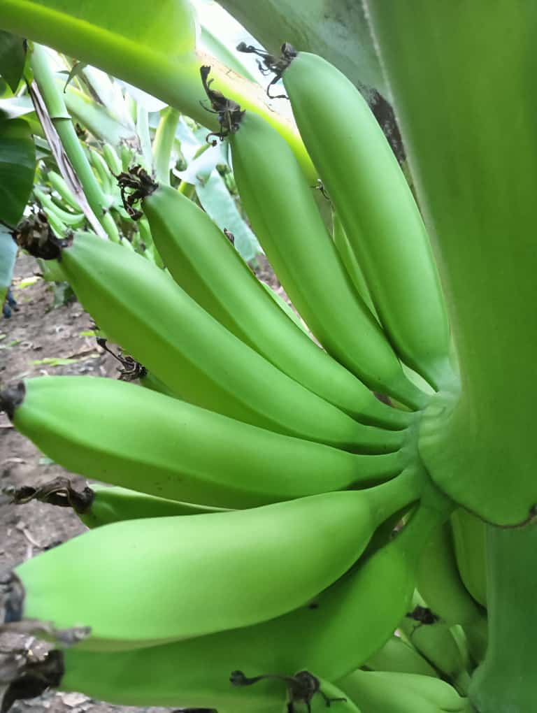 Raw Banana