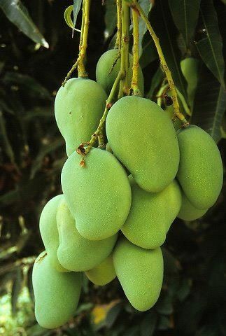 Rich Taste Green Mango