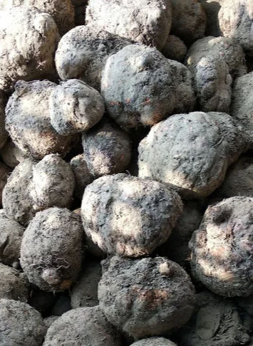 Healthy And Nutritious Elephant Yam