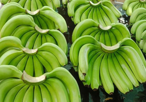 Rich In Taste Fresh Green Banana G9